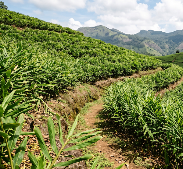 Idukki High Ranges, Kerala